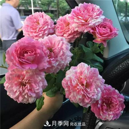 花期***長的10種月季，種一棵賞大半年(圖14)