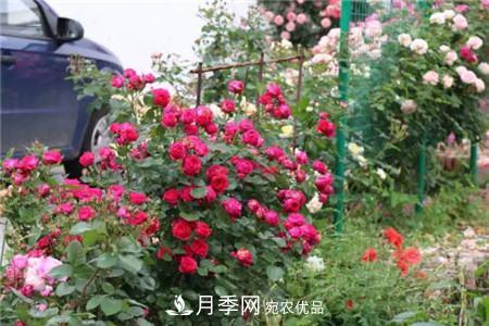 花期***長的10種月季，種一棵賞大半年(圖12)