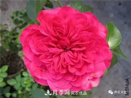 花期***長的10種月季，種一棵賞大半年(圖11)