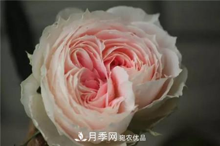 花期***長的10種月季，種一棵賞大半年(圖15)