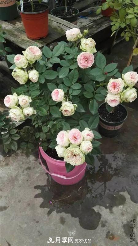 花期***長的10種月季，種一棵賞大半年(圖16)