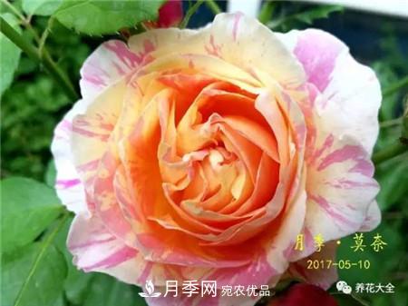 花期***長的10種月季，種一棵賞大半年(圖13)