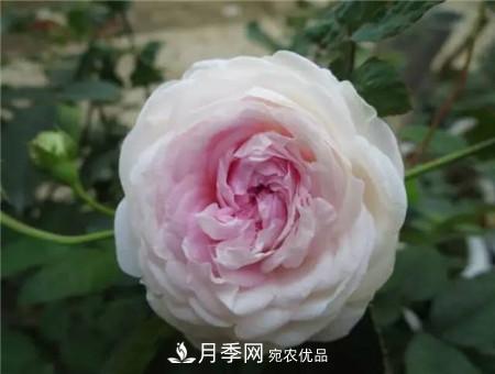 花期***長的10種月季，種一棵賞大半年(圖19)