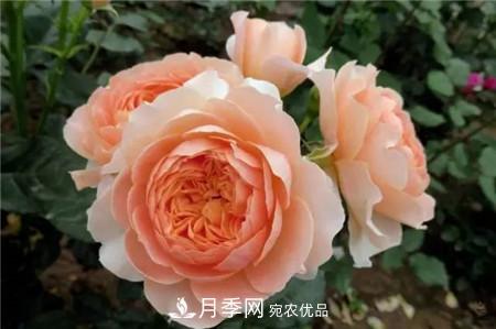 花期***長的10種月季，種一棵賞大半年(圖17)