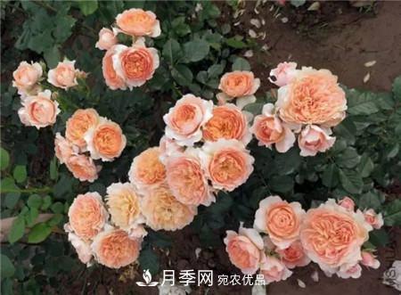 花期***長的10種月季，種一棵賞大半年(圖18)