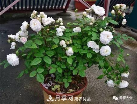 花期***長的10種月季，種一棵賞大半年(圖20)
