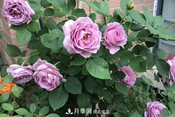 立秋后盆栽月季想要9、10月正常開(kāi)花，注意此4點(diǎn)(圖2)