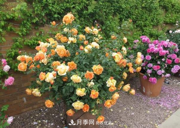 立秋后盆栽月季想要9、10月正常開(kāi)花，注意此4點(diǎn)(圖3)