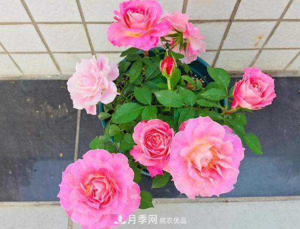 立秋后盆栽月季想要9、10月正常開(kāi)花，注意此4點(diǎn)(圖4)