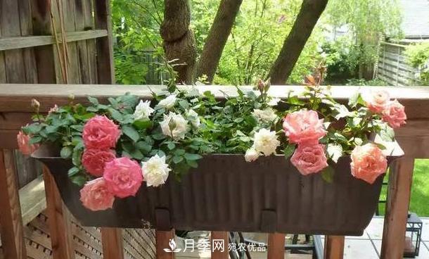 立秋后盆栽月季想要9、10月正常開(kāi)花，注意此4點(diǎn)(圖5)