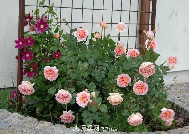 立秋后盆栽月季想要9、10月正常開(kāi)花，注意此4點(diǎn)(圖6)