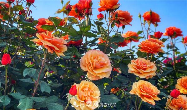 河南商丘市萬株月季花成為網紅打卡地(圖1)
