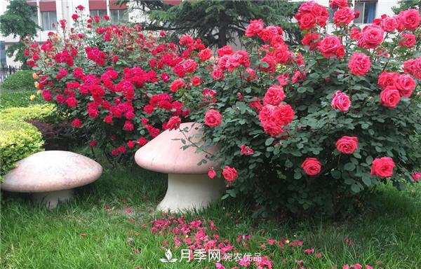 河南商丘市萬株月季花成為網紅打卡地(圖2)