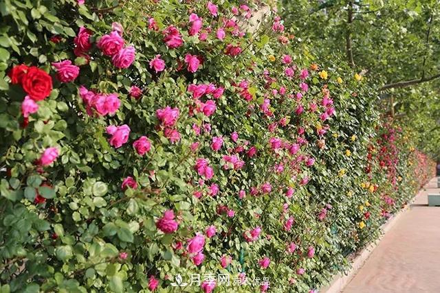 河北衡水二中月季花開，大美校園綠化(圖1)