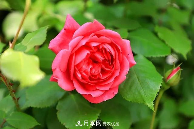 河北衡水二中月季花開，大美校園綠化(圖4)