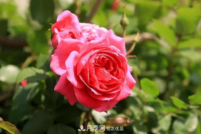 河北衡水二中月季花開，大美校園綠化(圖2)