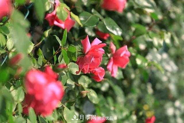 河北衡水二中月季花開，大美校園綠化(圖5)