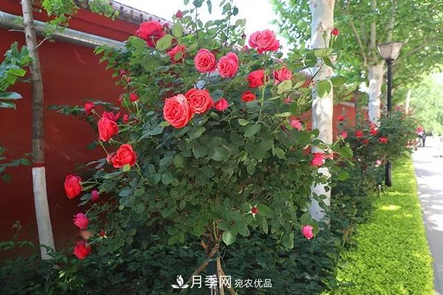 河北衡水二中月季花開，大美校園綠化(圖9)