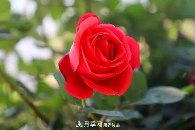河北衡水二中月季花開，大美校園綠化(圖8)