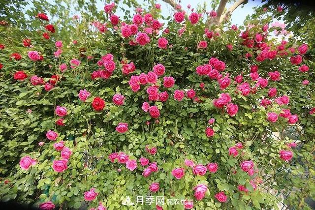 河北衡水二中月季花開，大美校園綠化(圖6)