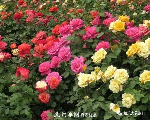 想要月季滿樹都是花苞，掌握4個訣竅，芽多枝干壯花朵開爆盆(圖1)