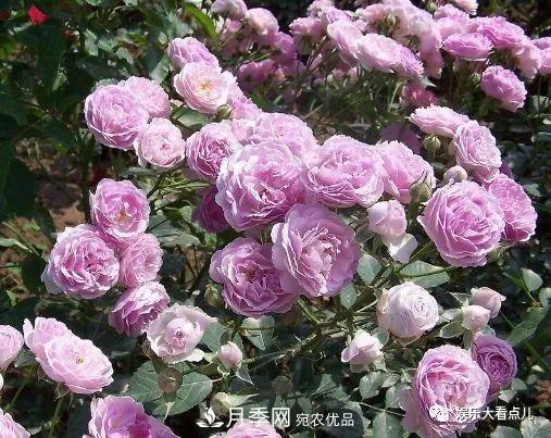 想要月季滿樹都是花苞，掌握4個訣竅，芽多枝干壯花朵開爆盆(圖3)