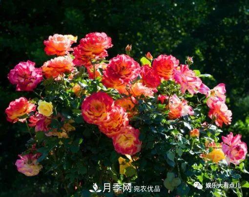 想要月季滿樹都是花苞，掌握4個訣竅，芽多枝干壯花朵開爆盆(圖2)