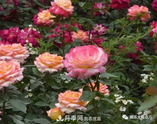 想要月季滿樹都是花苞，掌握4個訣竅，芽多枝干壯花朵開爆盆(圖4)