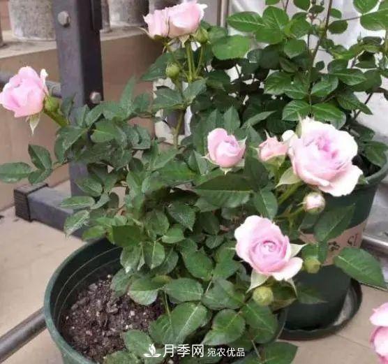 月季滿樹花苞該不該剪掉？認清“2點”，開花又大又漂亮(圖2)