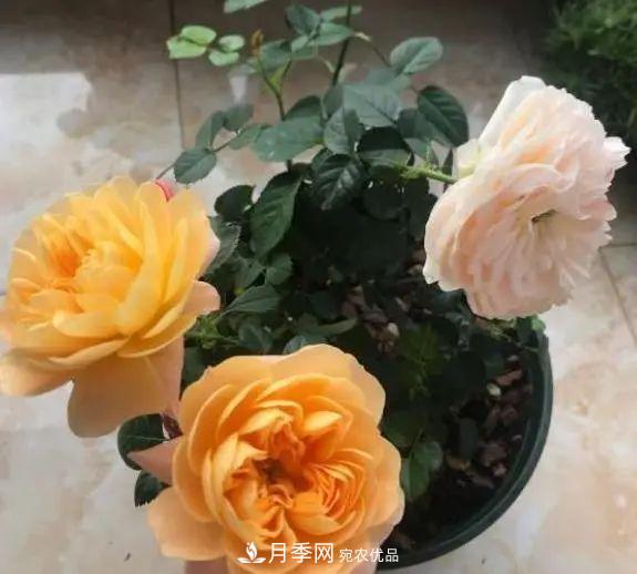 月季滿樹花苞該不該剪掉？認清“2點”，開花又大又漂亮(圖1)