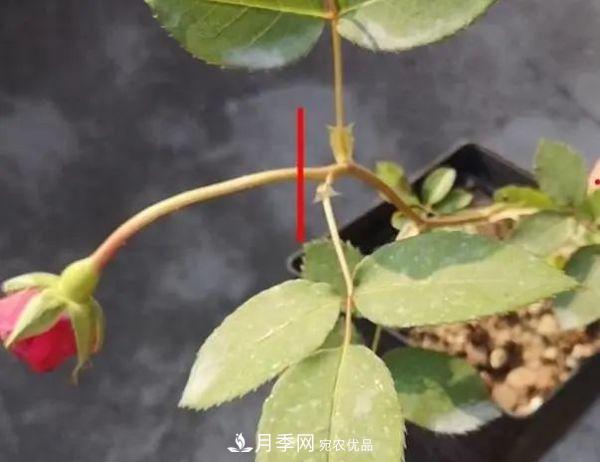 月季滿樹花苞該不該剪掉？認清“2點”，開花又大又漂亮(圖3)