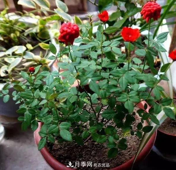 月季滿樹花苞該不該剪掉？認清“2點”，開花又大又漂亮(圖5)