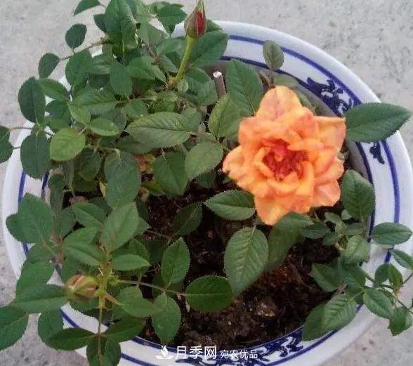 月季滿樹花苞該不該剪掉？認清“2點”，開花又大又漂亮(圖4)