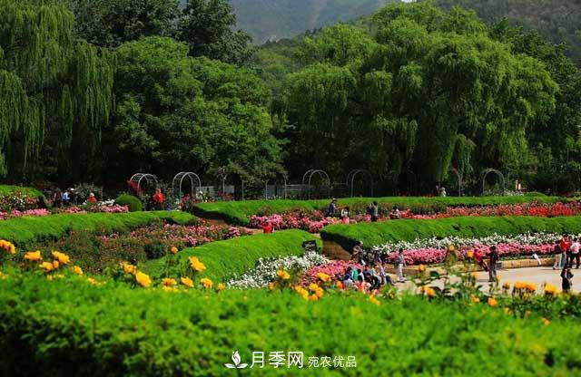 北京植物園樹(shù)狀月季花盛開(kāi)，觀賞效果超級(jí)贊！(圖3)