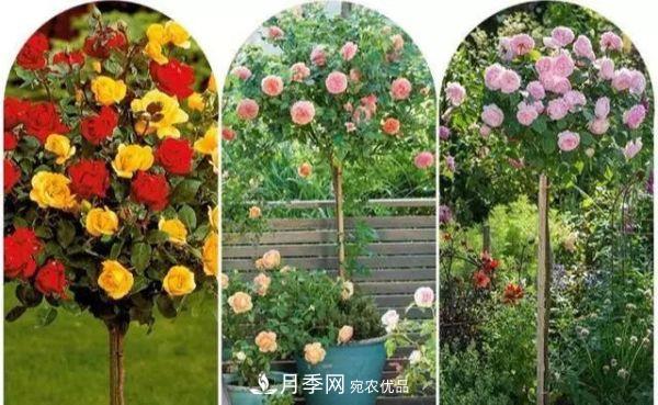 南陽月季嫁接樹干上，花量暴增，長成&quot;月季樹&quot;(圖3)