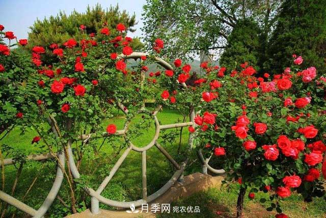 誰(shuí)為城市園林綠化增添色彩，美麗的月季樹(圖1)