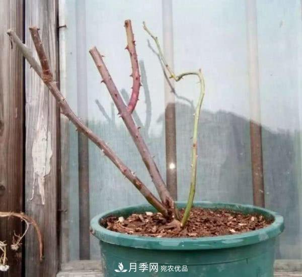 月季撐根桿秒變“月季樹”，陽光曬一曬，開成棒棒球！(圖1)