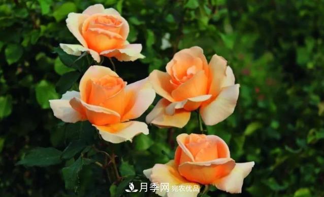別養(yǎng)普通月季花了，看這3種變色月季，好看又好養(yǎng)活(圖1)