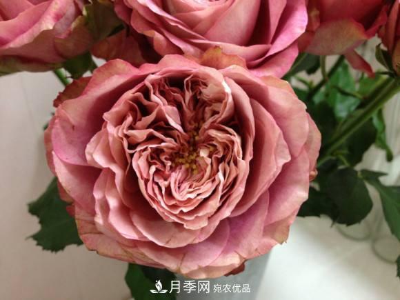 別養(yǎng)普通月季花了，看這3種變色月季，好看又好養(yǎng)活(圖2)