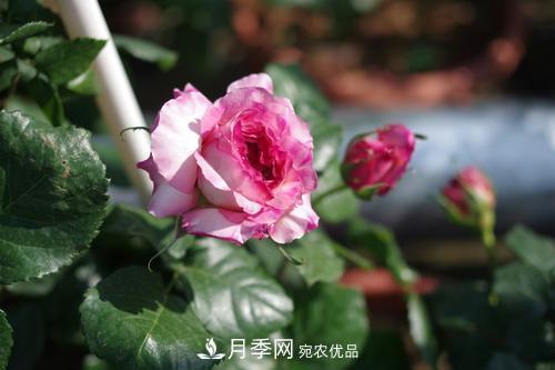 別養(yǎng)普通月季花了，看這3種變色月季，好看又好養(yǎng)活(圖3)