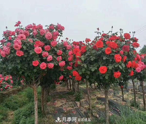怎樣掌握好樹狀月季的園林養(yǎng)護(hù)管理工作？(圖1)