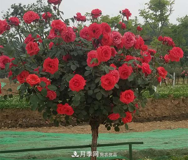 土質(zhì)對于樹狀月季的生長到底有多大影響？(圖1)