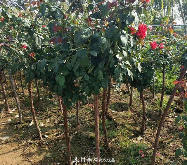 種植樹狀月季一定要注意這幾個(gè)要點(diǎn)(圖1)