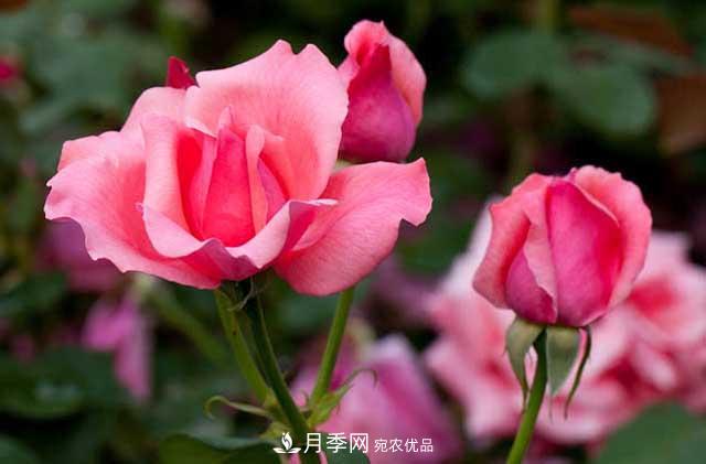 花中皇后月季花，這三大優(yōu)點***受人歡迎(圖1)