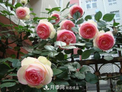 10個品種月季花顏值排行榜，一個比一個驚艷！(圖1)