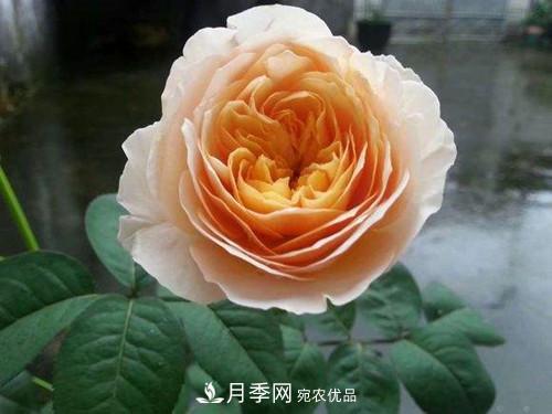 10個品種月季花顏值排行榜，一個比一個驚艷！(圖2)