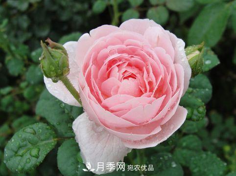 10個品種月季花顏值排行榜，一個比一個驚艷！(圖4)