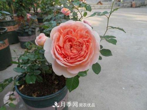 10個品種月季花顏值排行榜，一個比一個驚艷！(圖3)