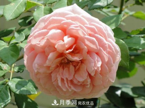 10個品種月季花顏值排行榜，一個比一個驚艷！(圖10)
