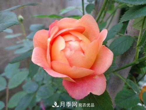 10個品種月季花顏值排行榜，一個比一個驚艷！(圖8)